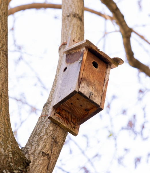 Nichoir dans arbre1 | Emploi Lausanne | Installer un nichoir à oiseaux : dites oui à la biodiversité !